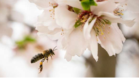 Label BEE FRIENDLY® Label BEE FRIENDLY®